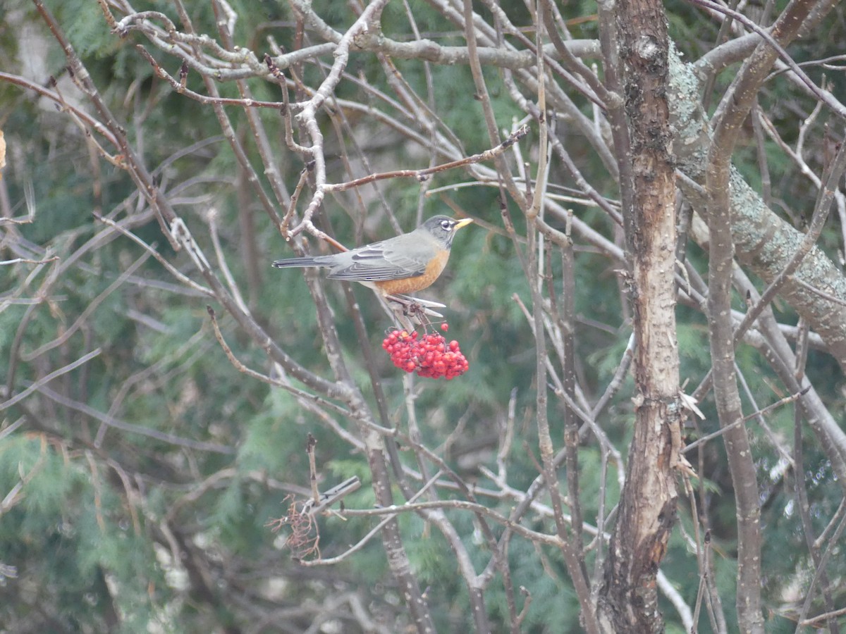 American Robin - ML613478049