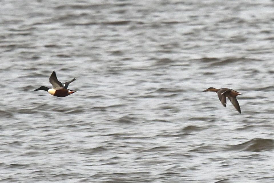 Northern Shoveler - ML613478084