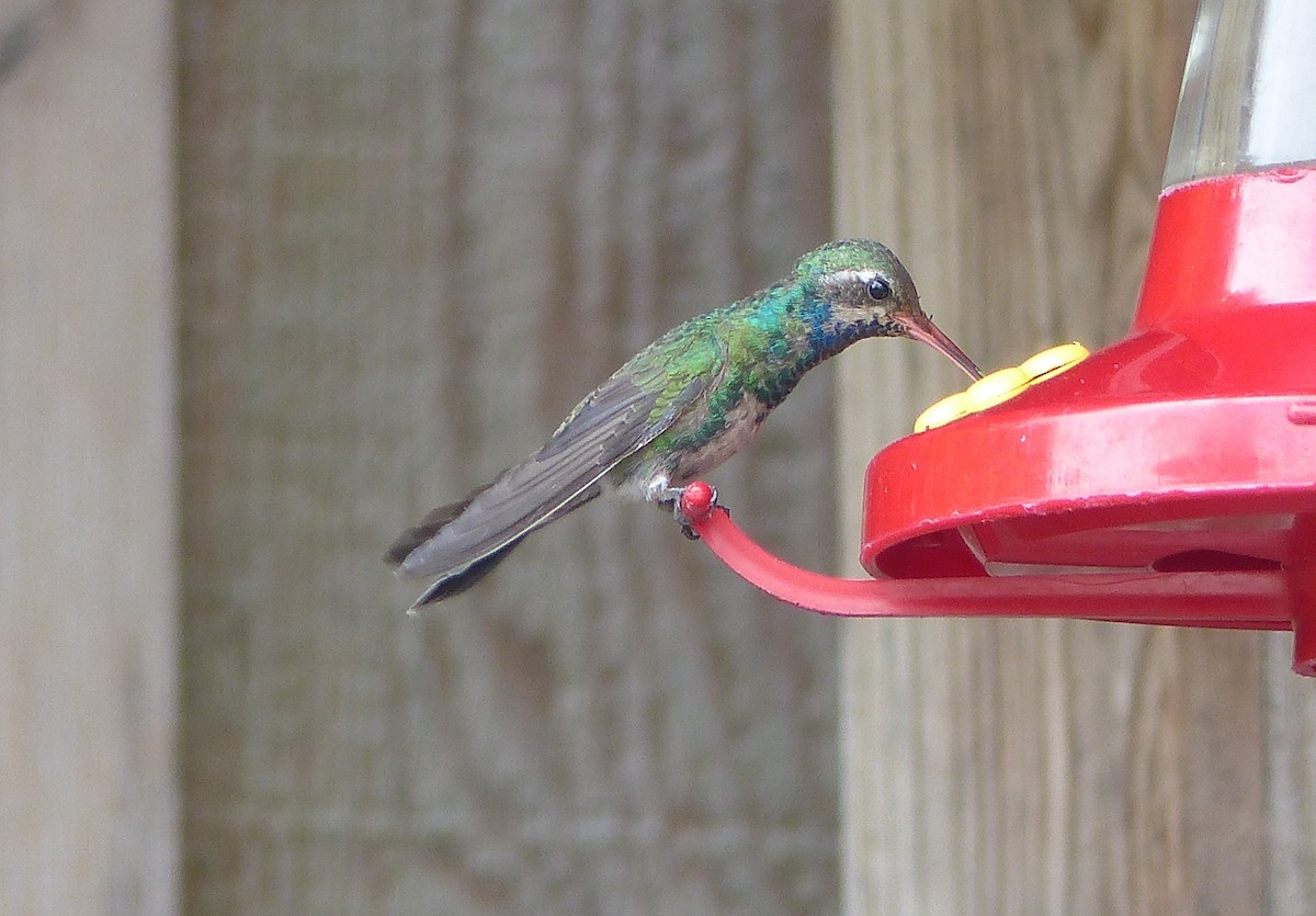 Broad-billed Hummingbird - Gary Deghi