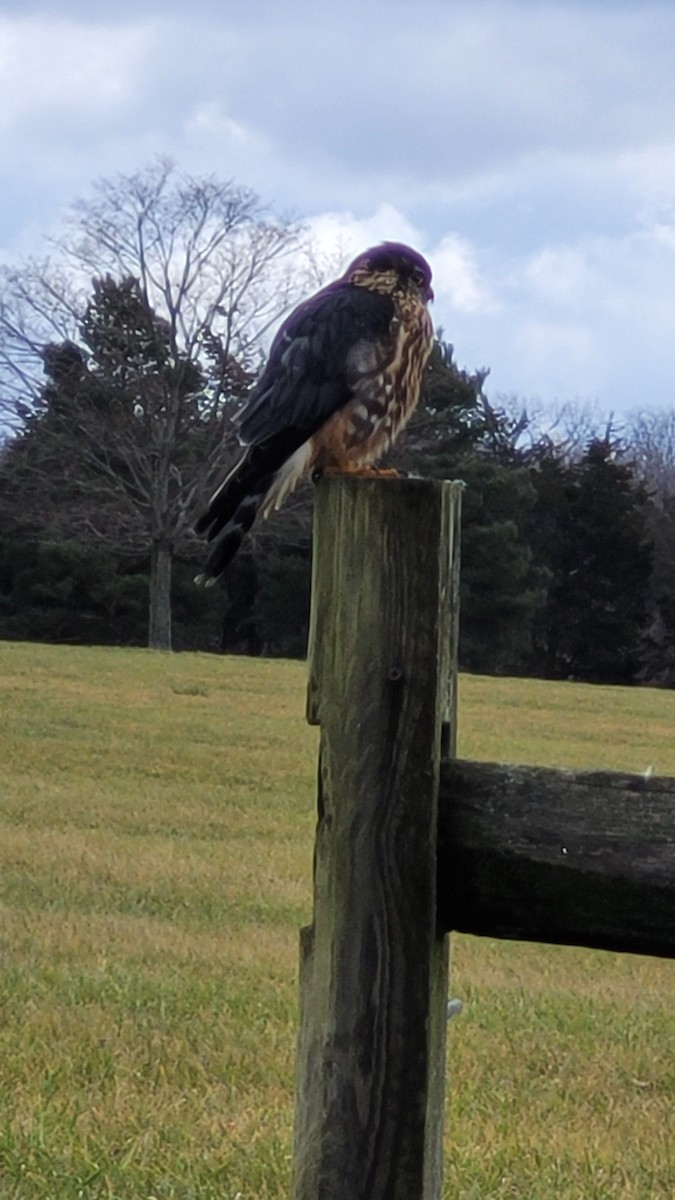 Merlin (columbarius) - ML613478218