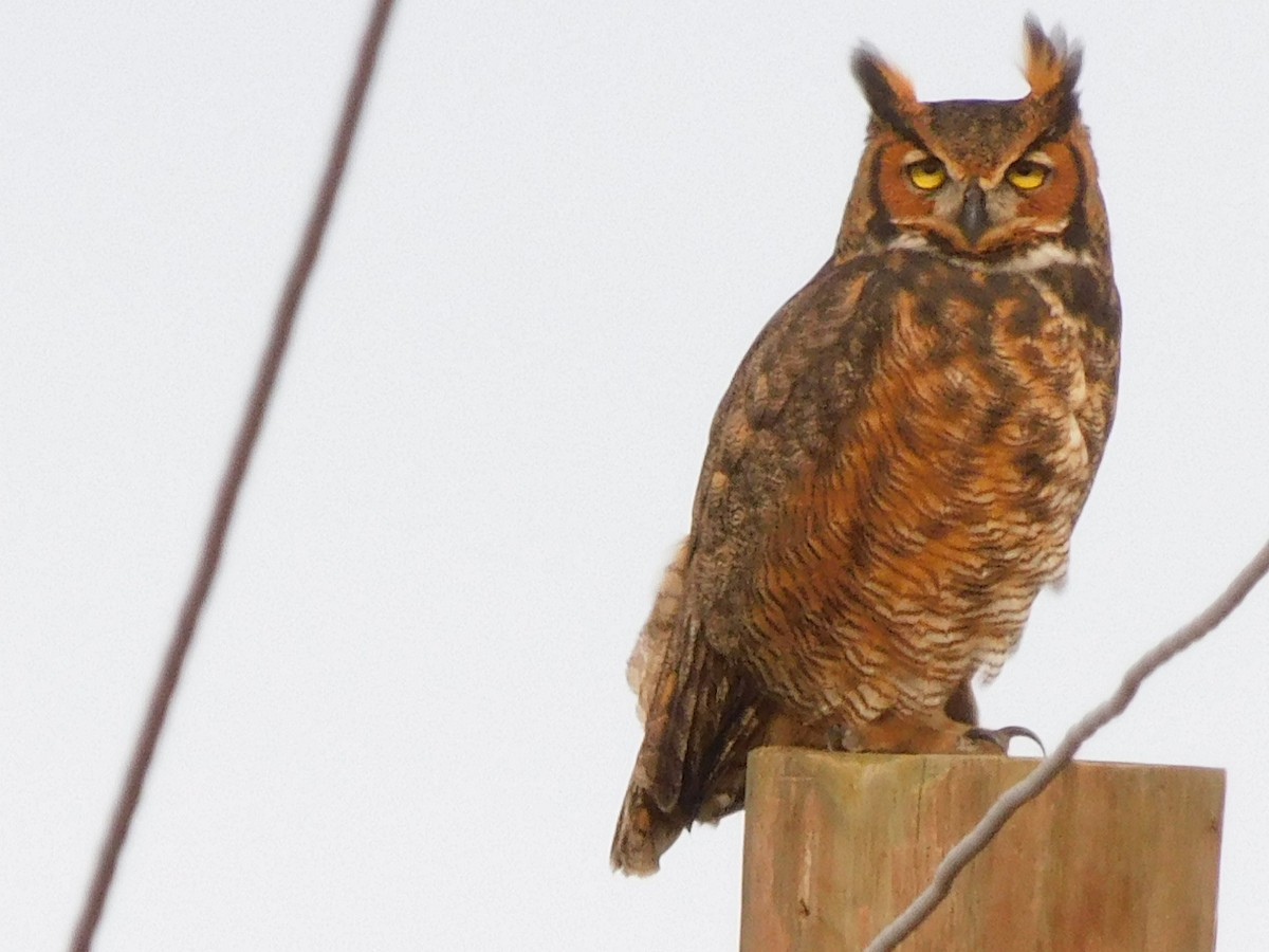 Great Horned Owl - ML613478378