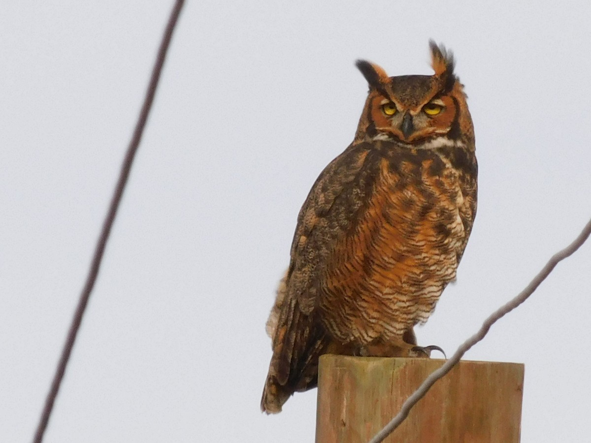 Great Horned Owl - ML613478379