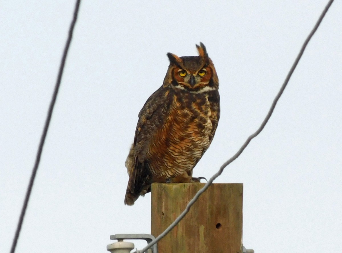 Great Horned Owl - ML613478380