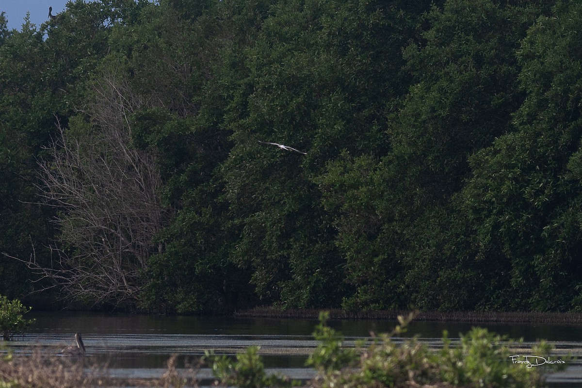 Black-headed Gull - ML613478384