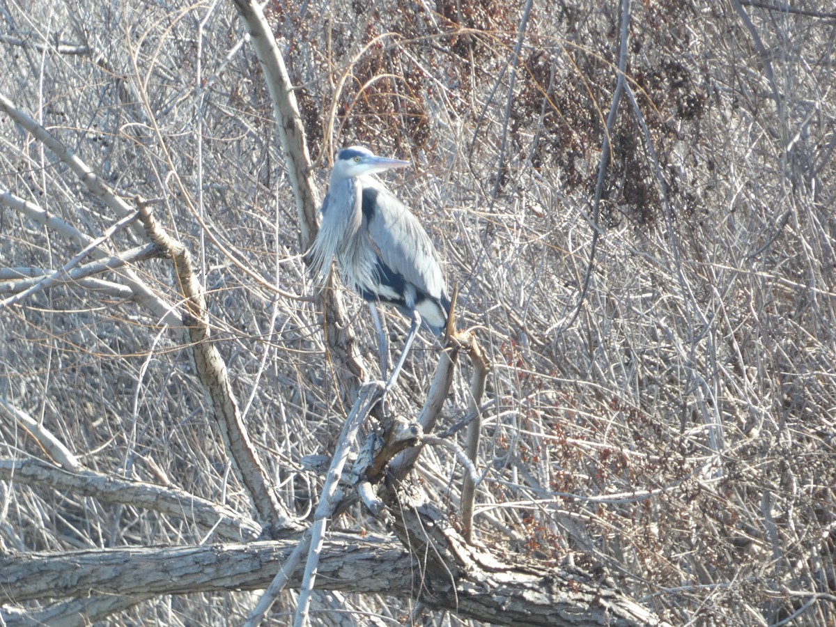 Great Blue Heron - ML613478400