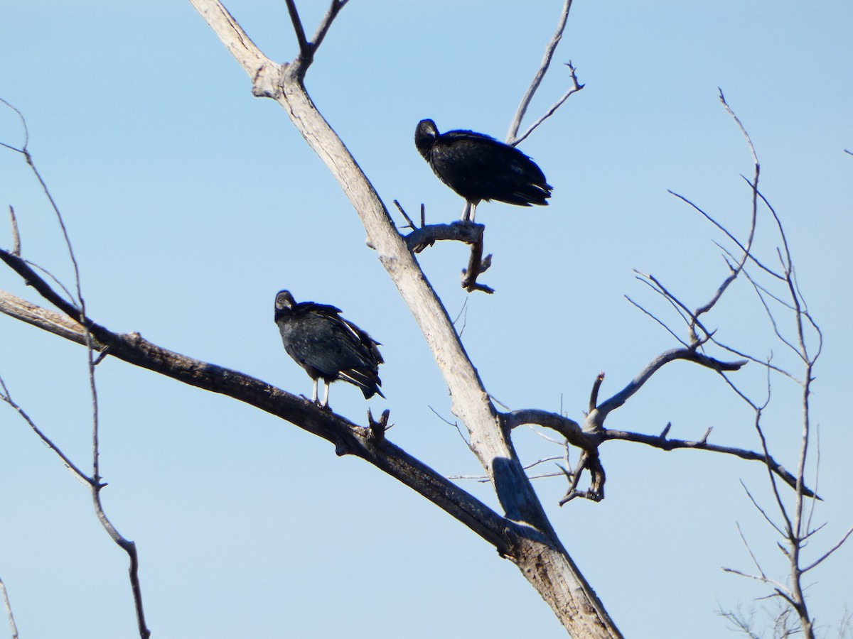 Black Vulture - ML613478419