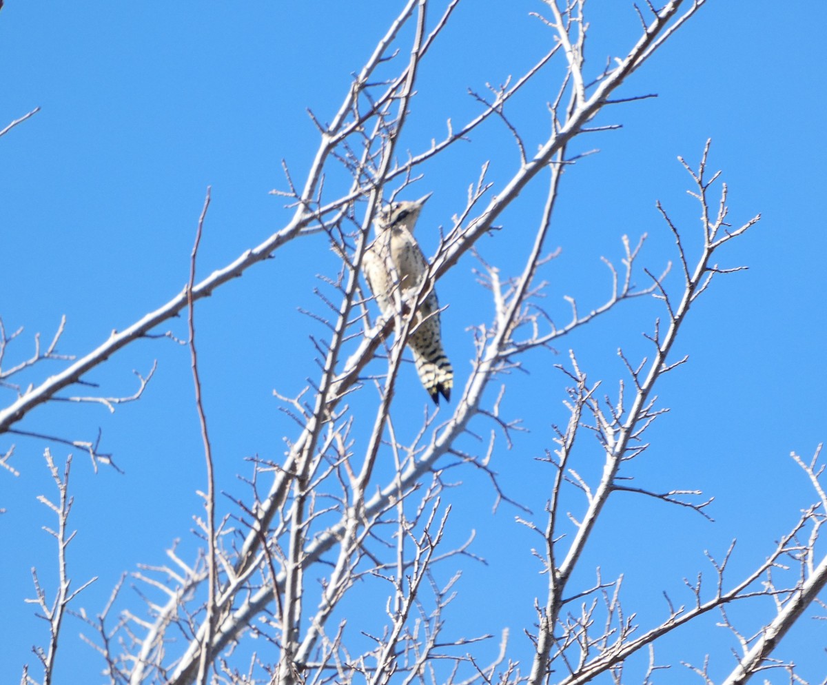 Ladder-backed Woodpecker - ML613478426