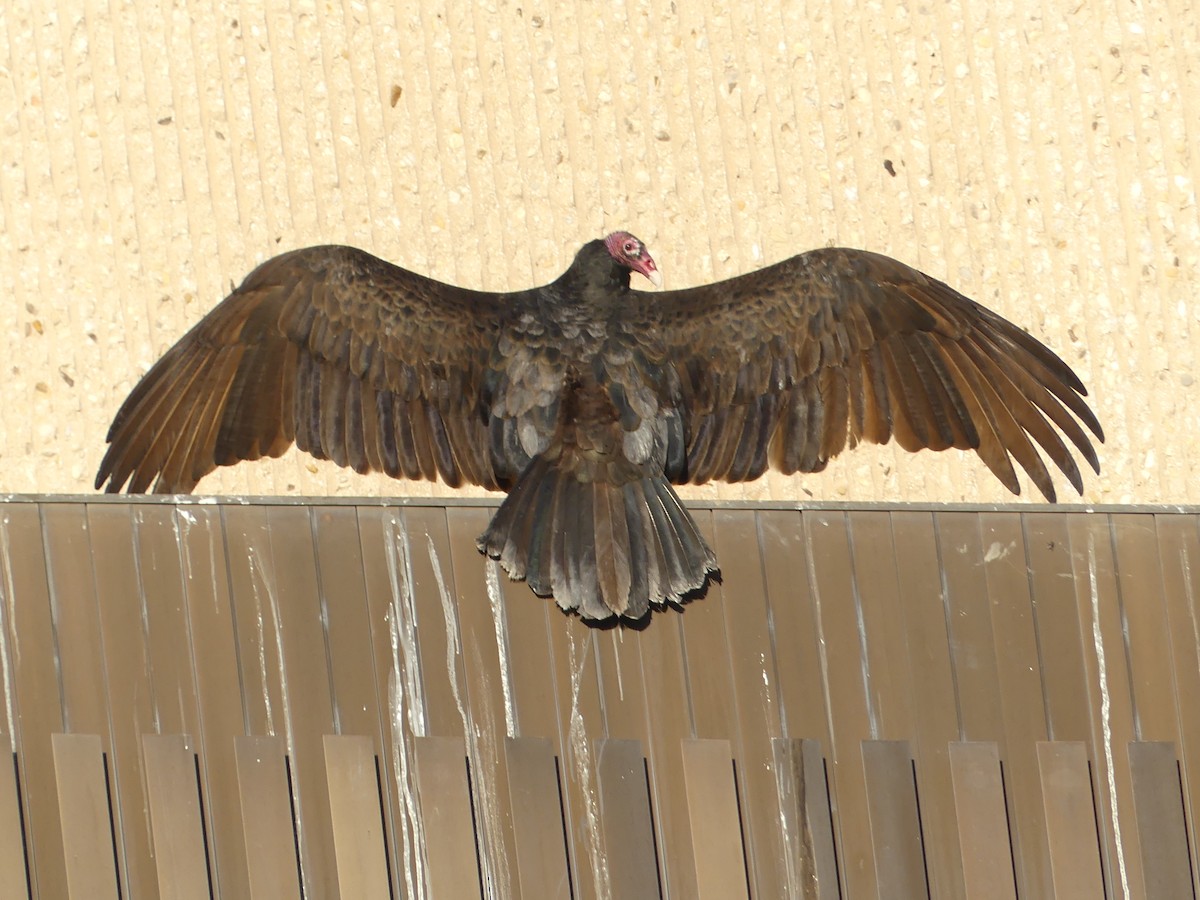Turkey Vulture - ML613478430