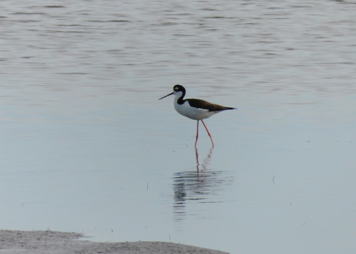 Black-necked Stilt - ML613478431