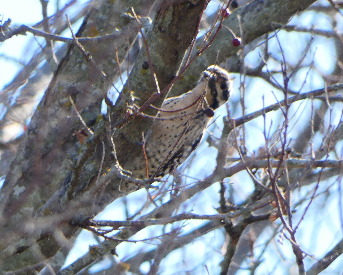 Ladder-backed Woodpecker - ML613478439