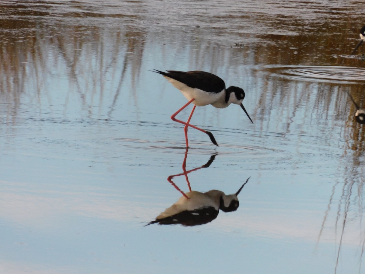 Black-necked Stilt - Kathy Rhodes