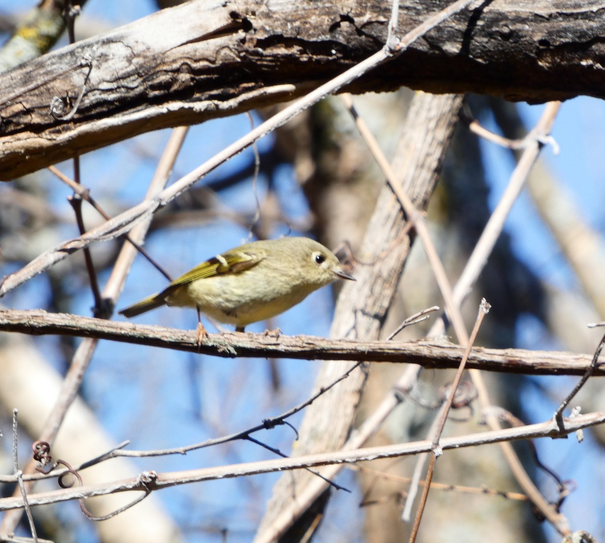 Ruby-crowned Kinglet - ML613478468