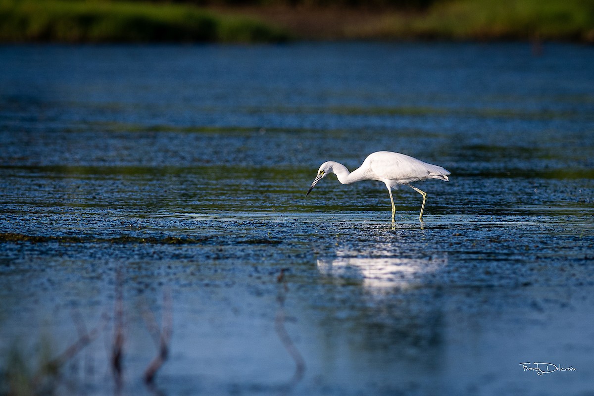 Little Blue Heron - ML613478476