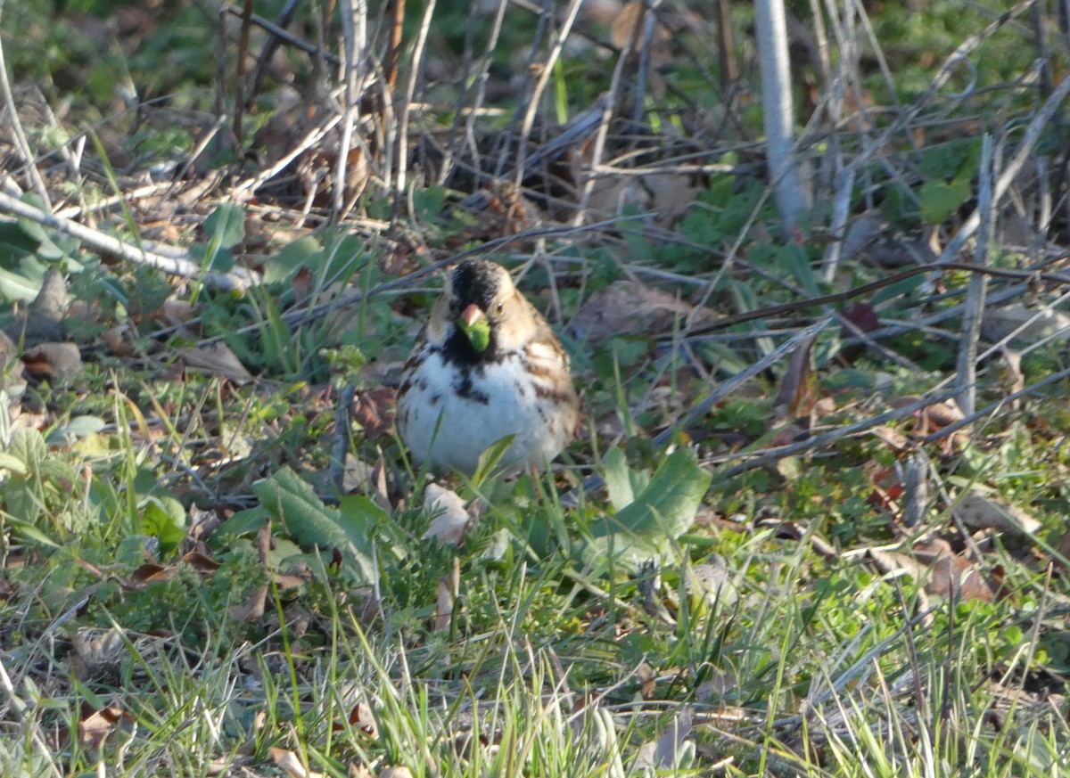 Harris's Sparrow - ML613478508