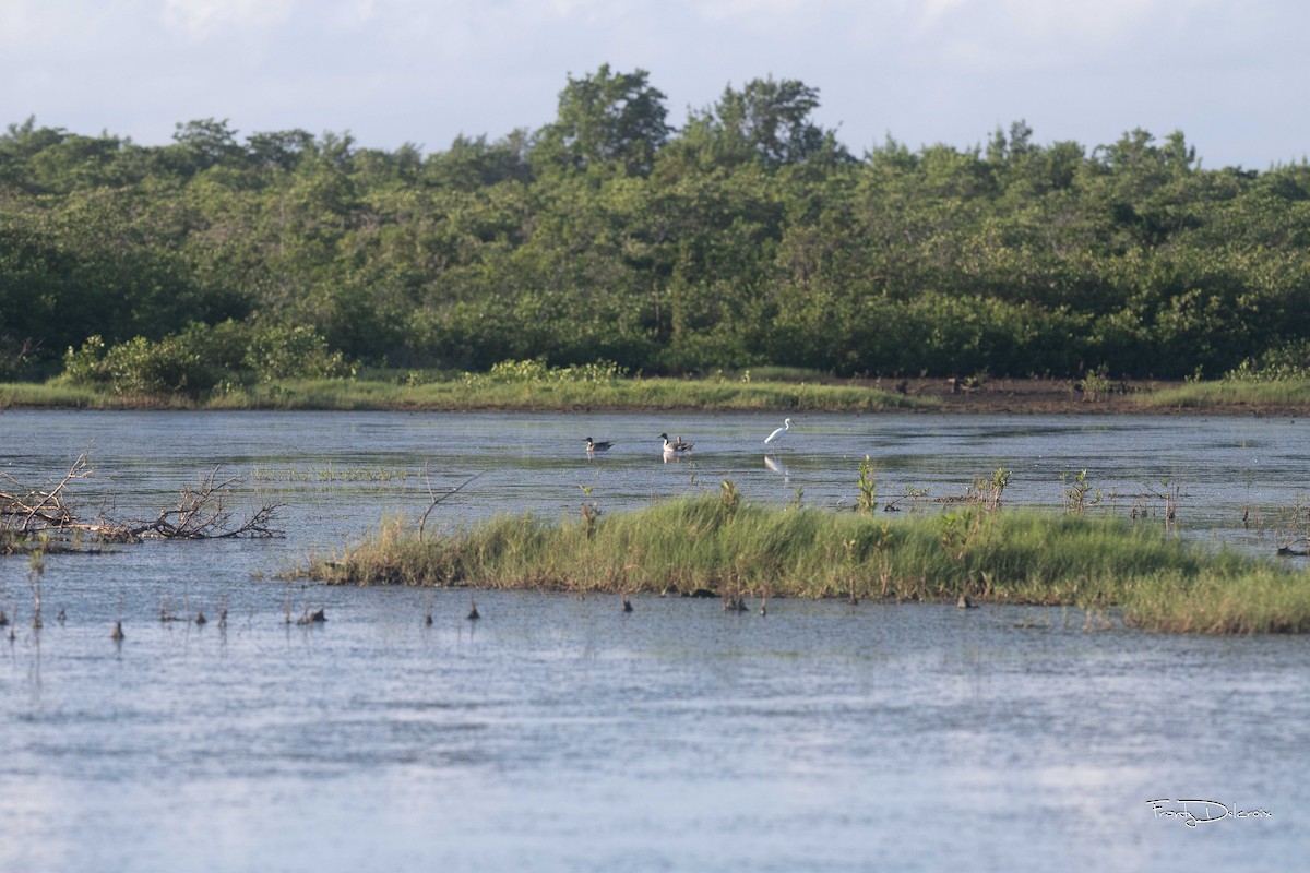 Northern Pintail - ML613478519