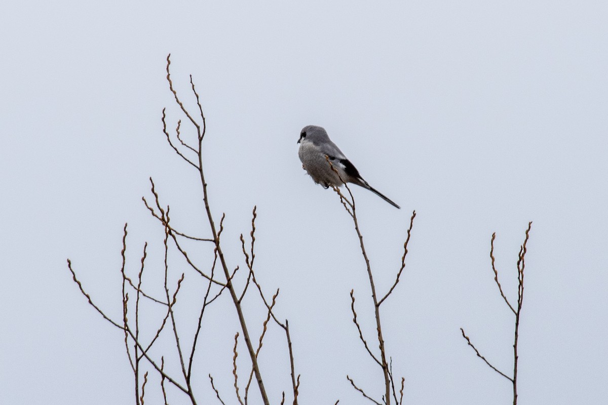 Northern Shrike - Steven Reisinger