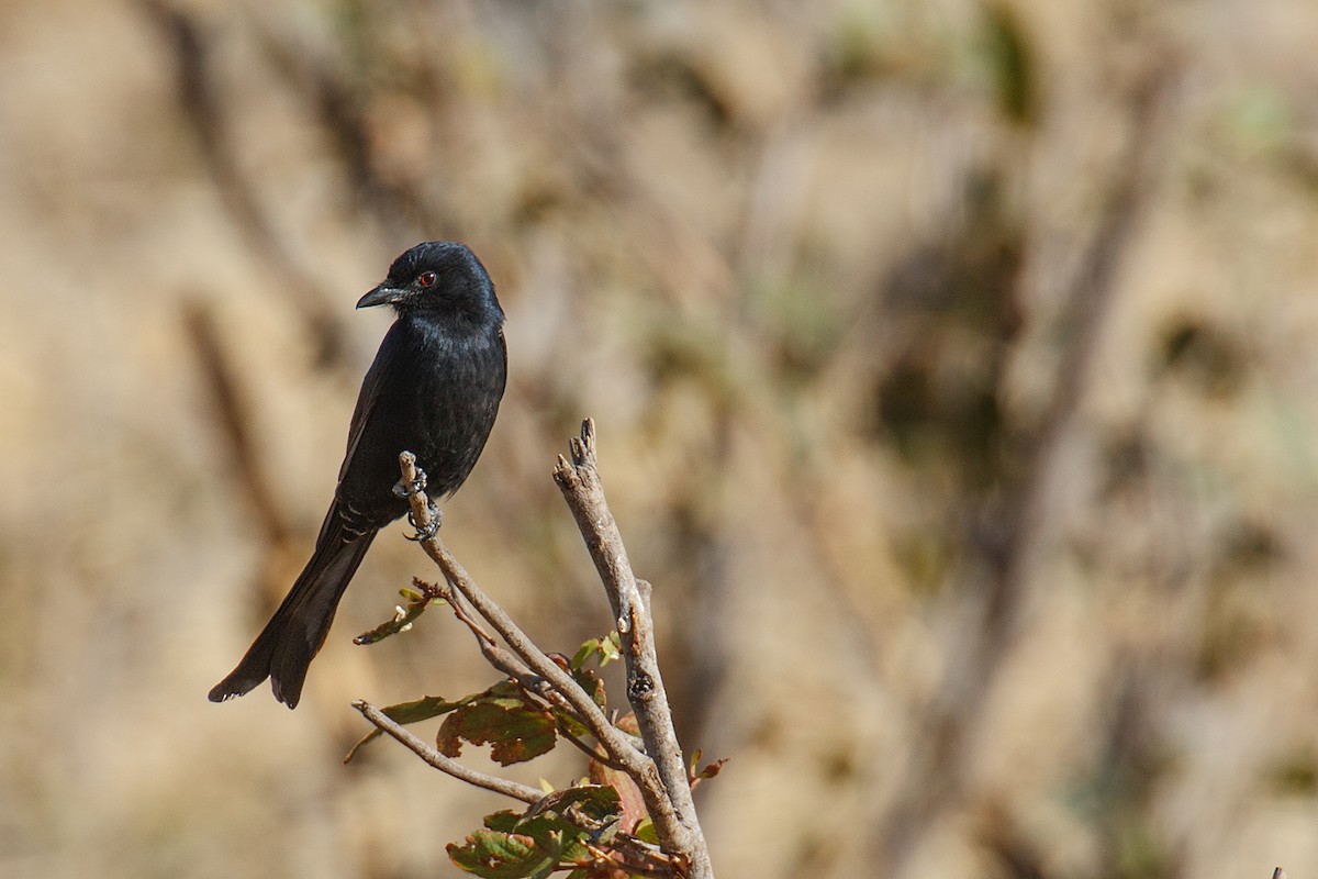 Fork-tailed Drongo - ML613478562