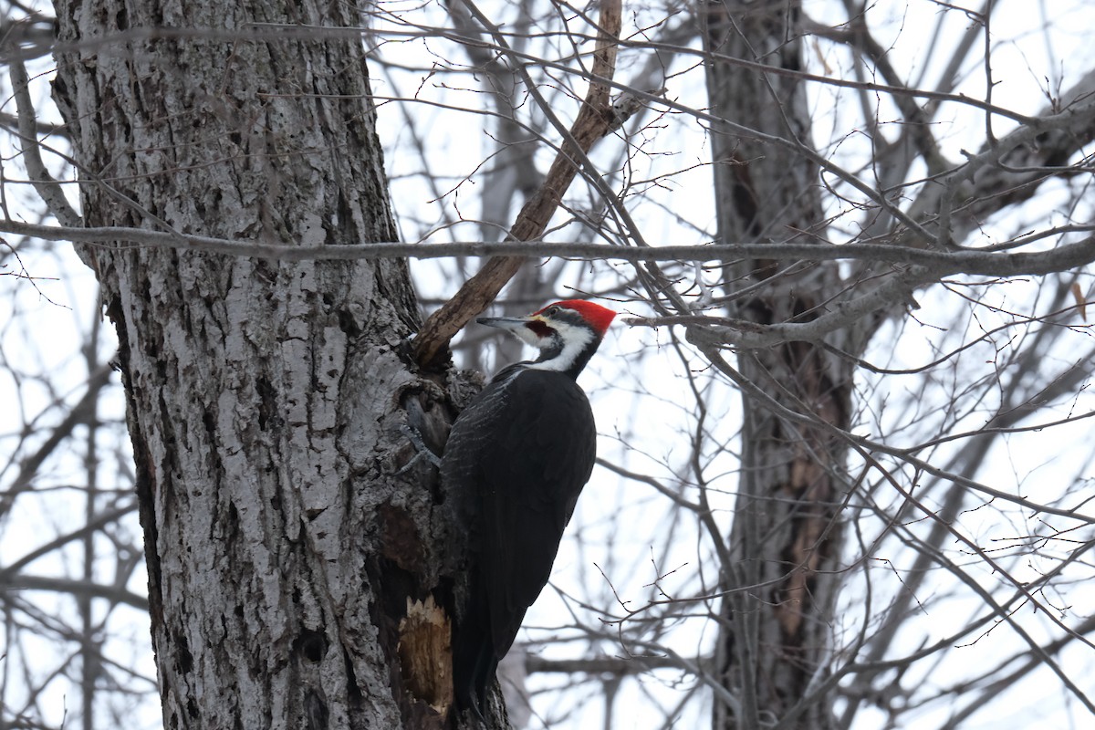 Pileated Woodpecker - ML613478583