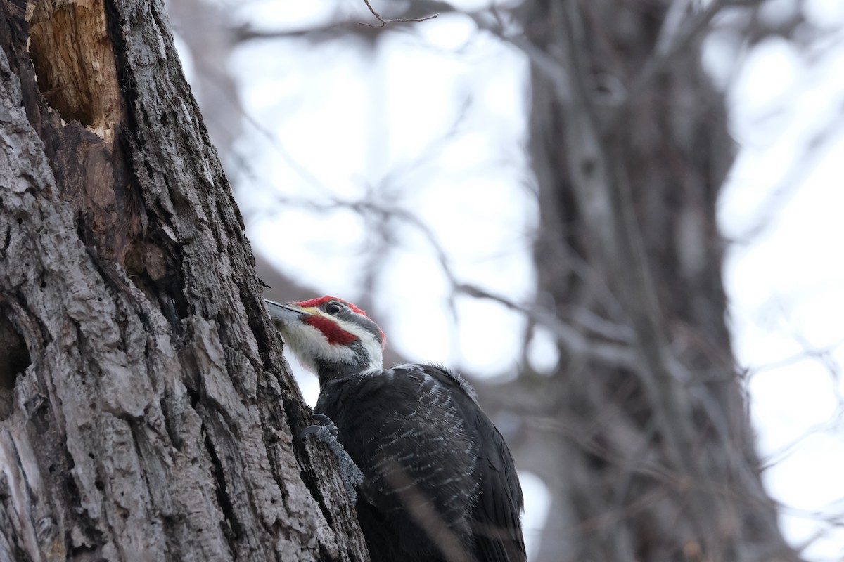 Pileated Woodpecker - ML613478590