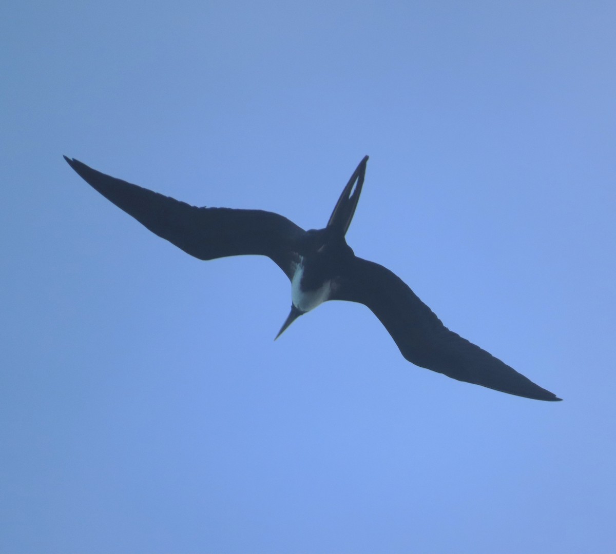 Magnificent Frigatebird - ML613478633