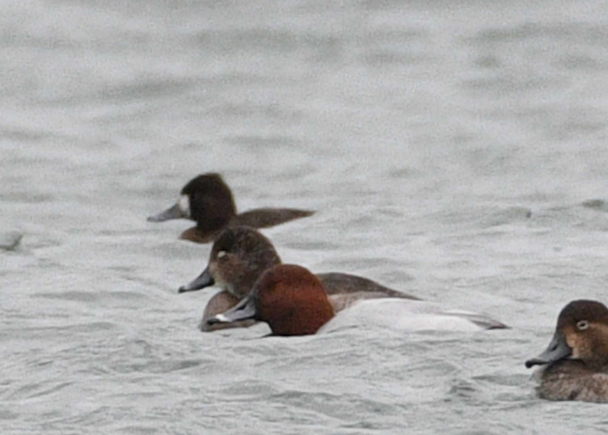 Canvasback x Redhead (hybrid) - ML613478636