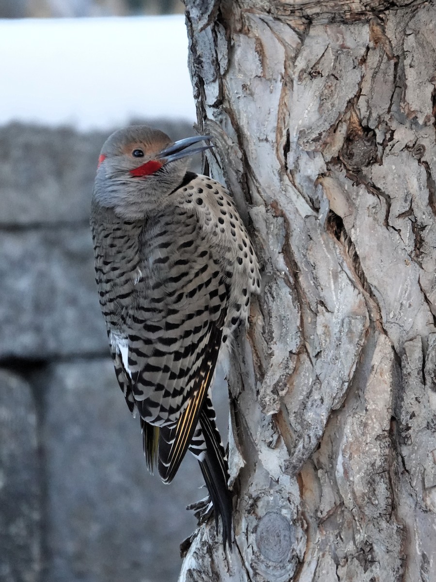 Northern Flicker - Lorrie Anderson