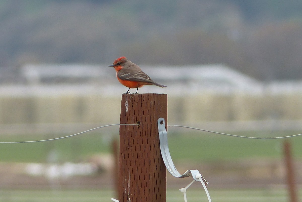 Vermilion Flycatcher - ML613478718