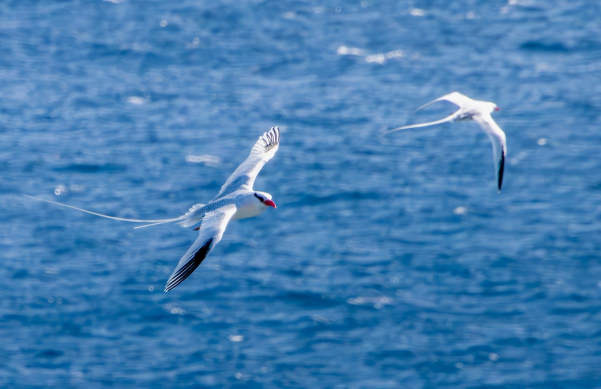 Red-billed Tropicbird - Walter Oshiro