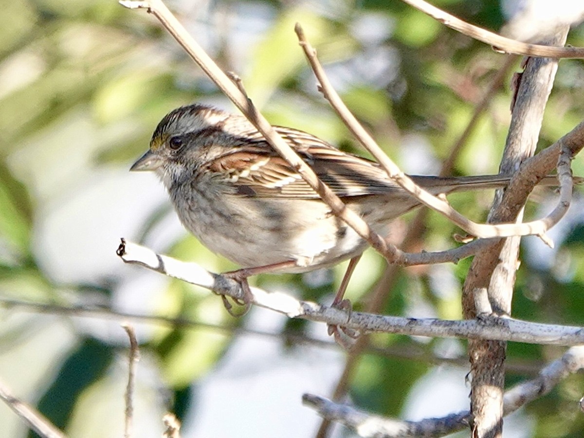 White-throated Sparrow - ML613478819
