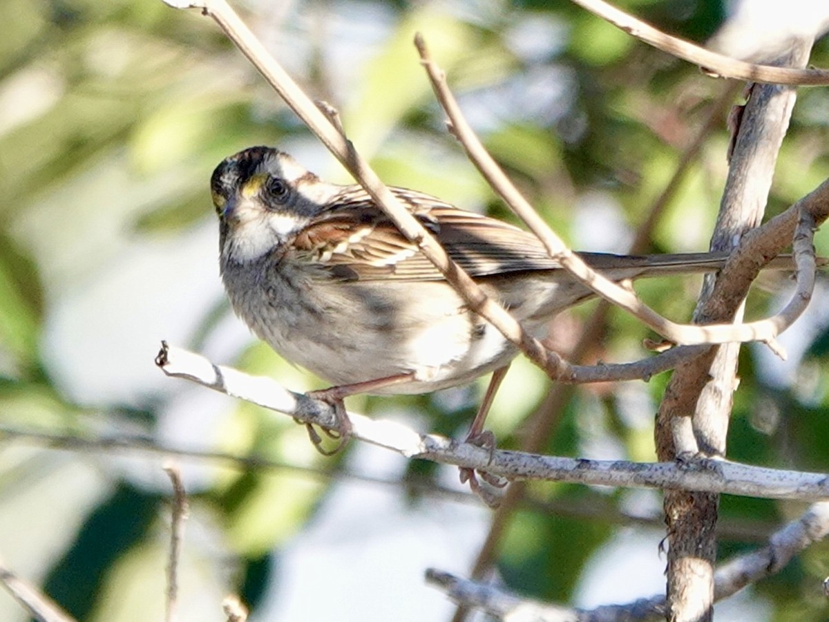 White-throated Sparrow - ML613478820