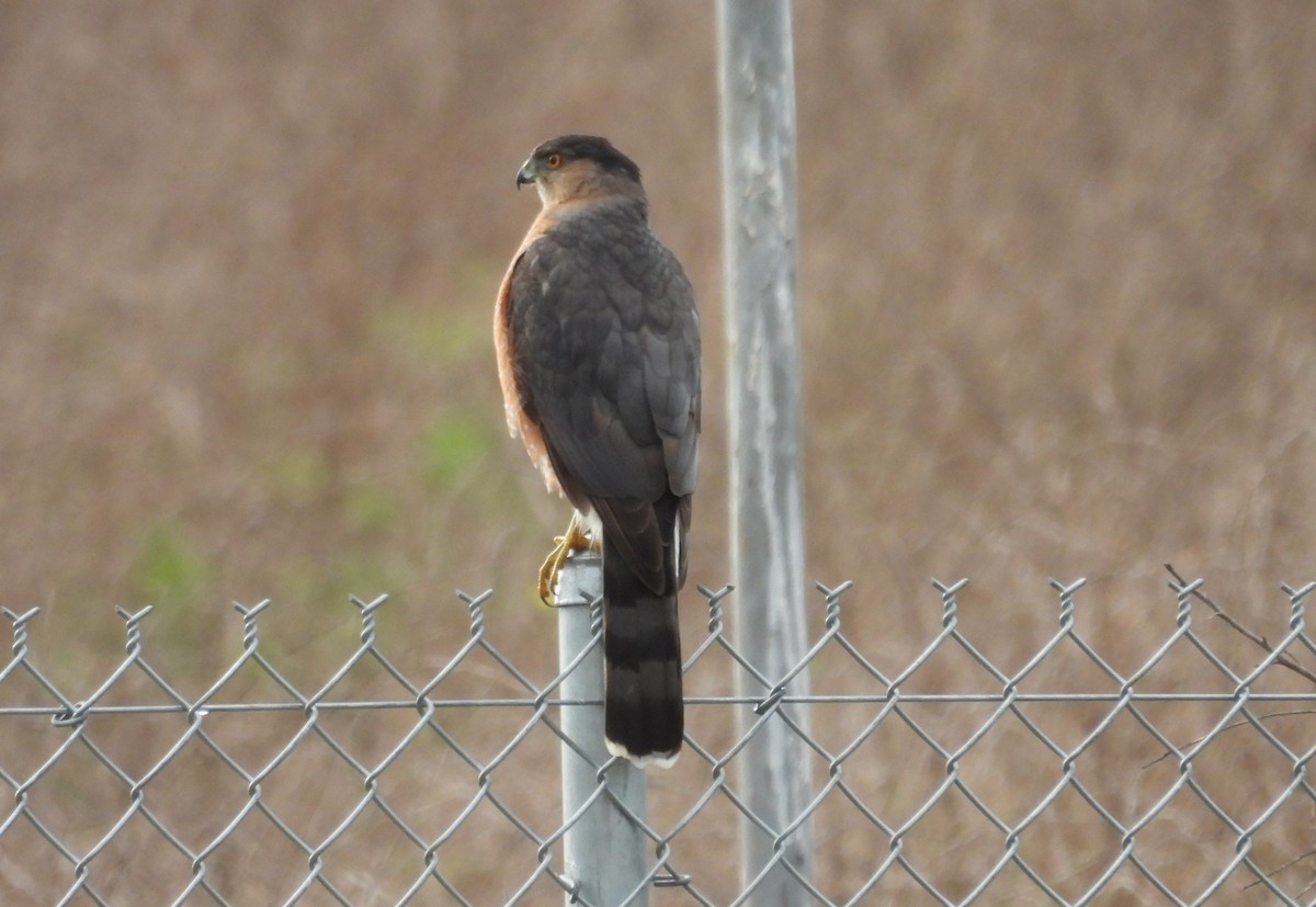 Sharp-shinned/Cooper's Hawk - ML613478833