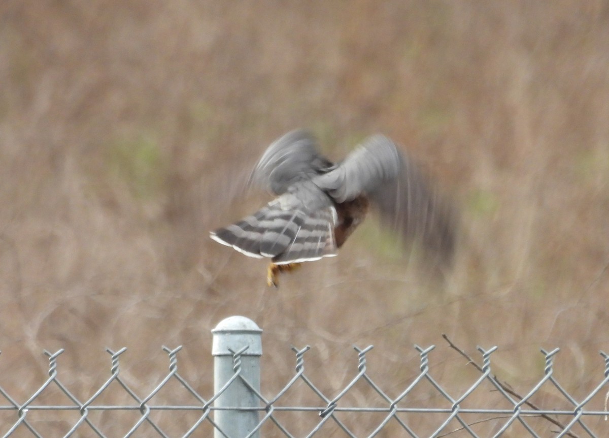 Sharp-shinned/Cooper's Hawk - Paolo Matteucci