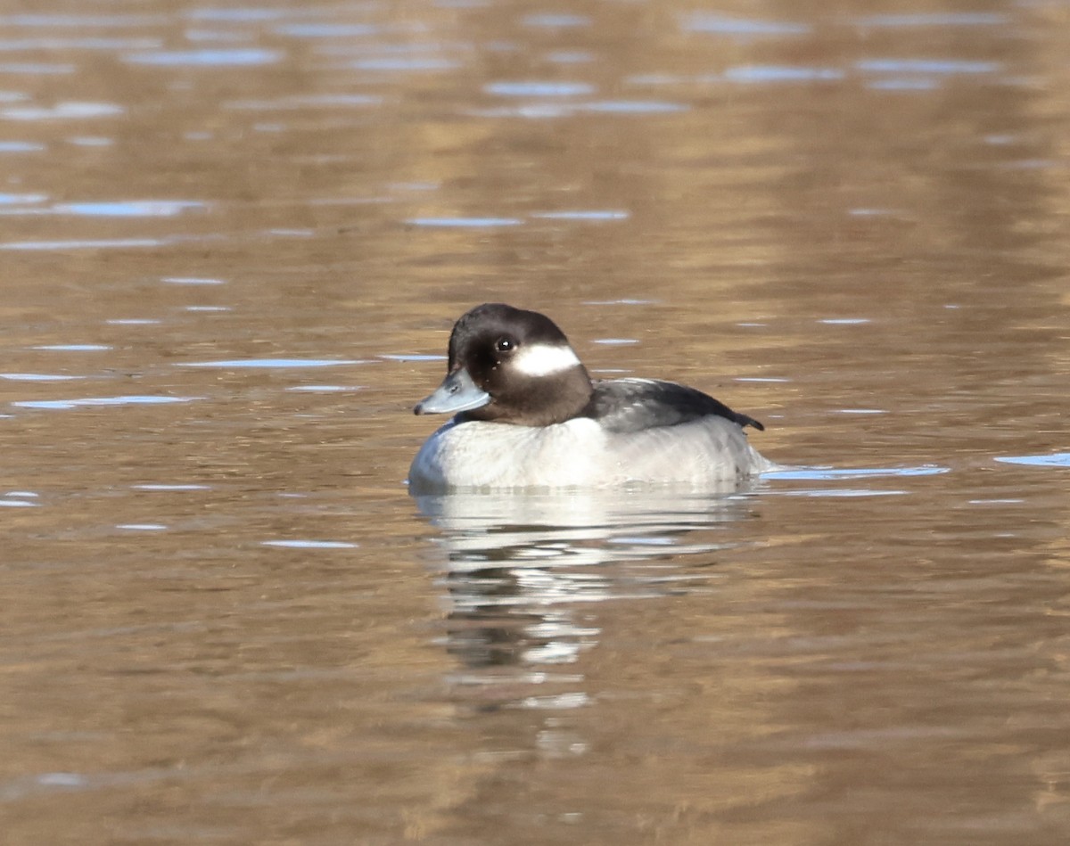 Bufflehead - ML613478877