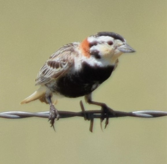 Chestnut-collared Longspur - William Crain