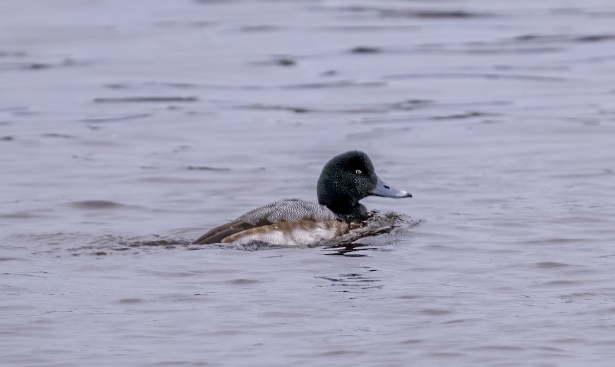 Greater Scaup - Jim Carroll