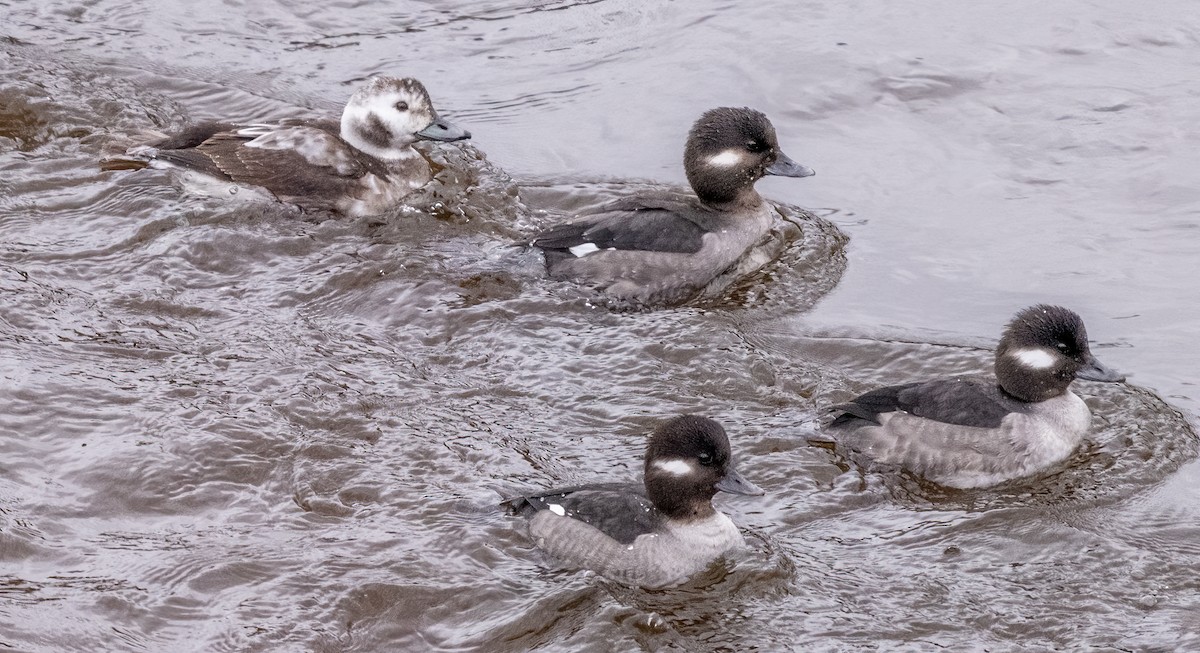 Long-tailed Duck - Jim Carroll