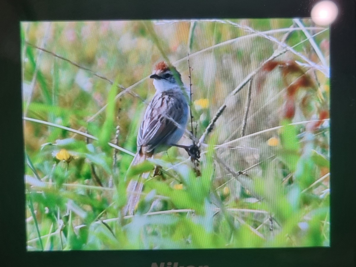 Tawny Grassbird - ML613479128