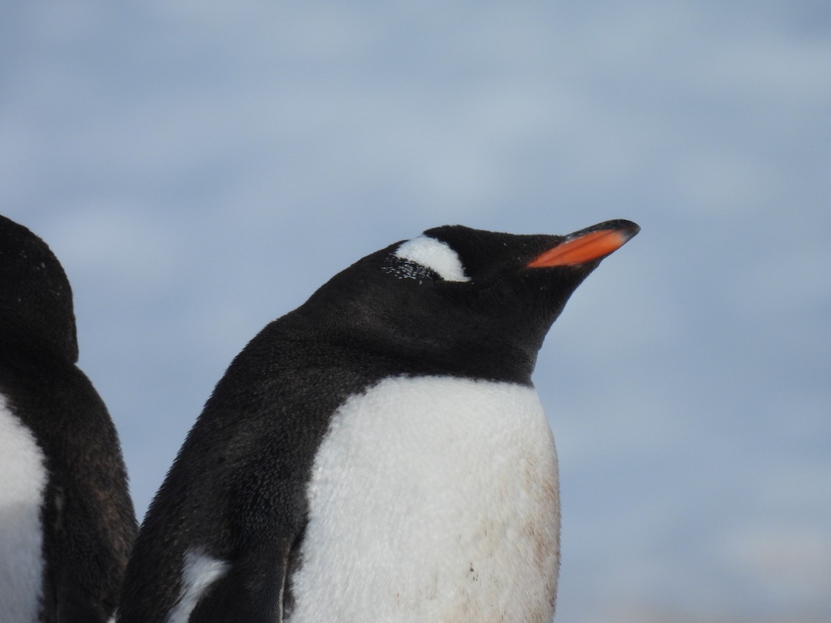 Gentoo Penguin - Kaiden Bosch