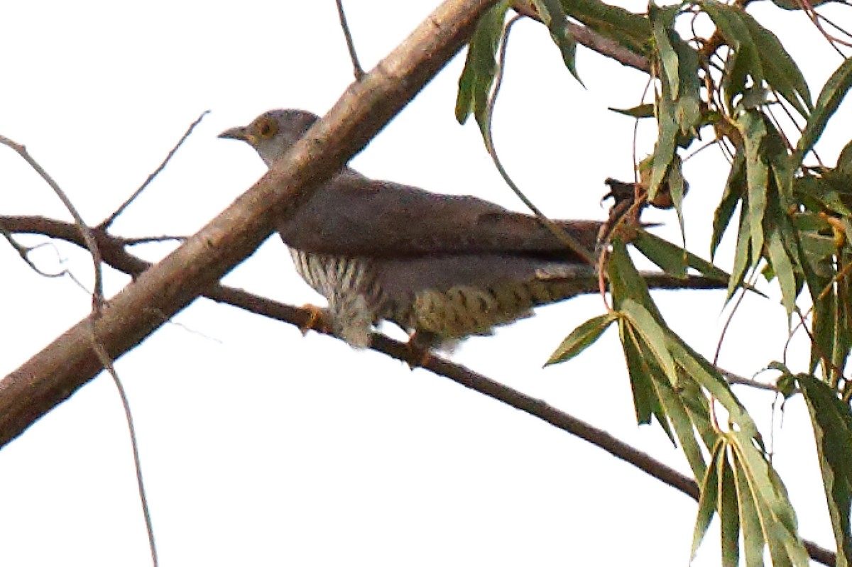 Oriental Cuckoo - ML613479209