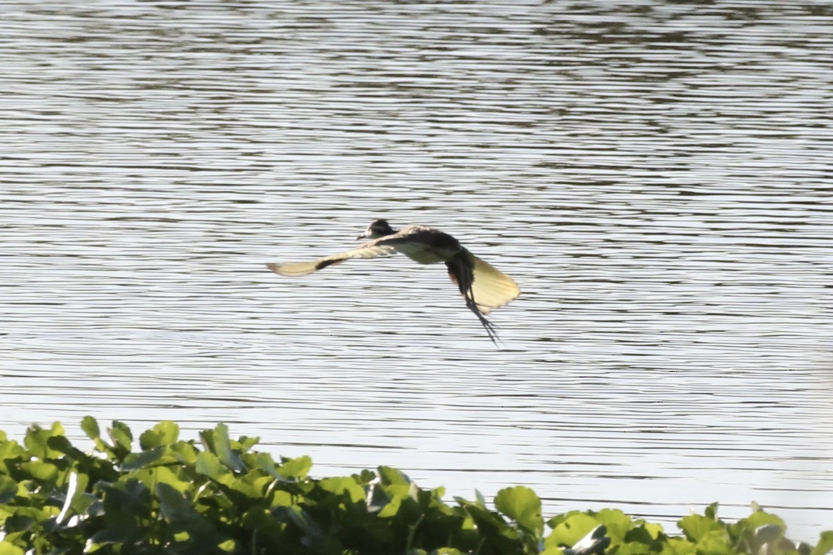 Jacana Centroamericana - ML613479246