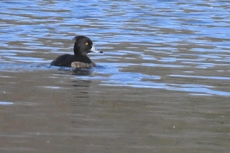 Tufted Duck - ML613479402
