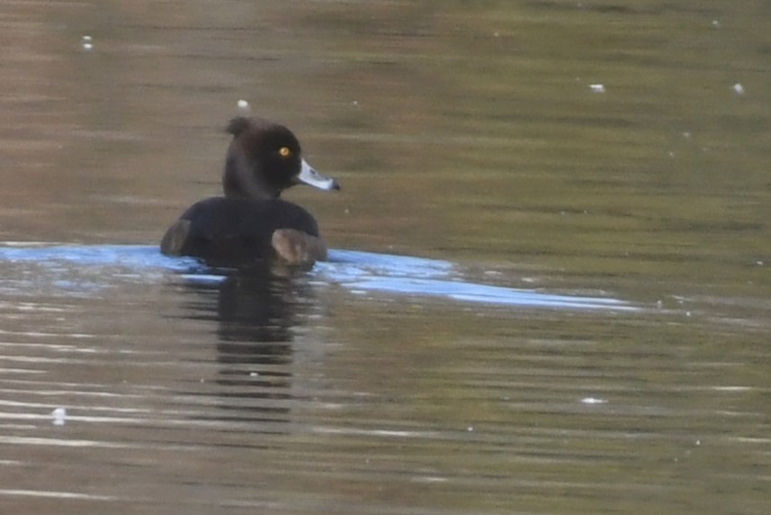 Tufted Duck - ML613479403