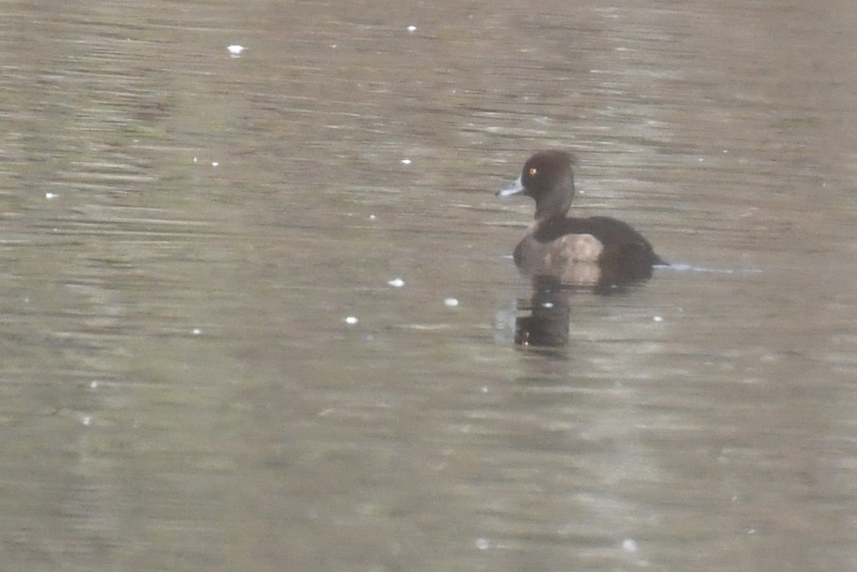 Tufted Duck - ML613479404