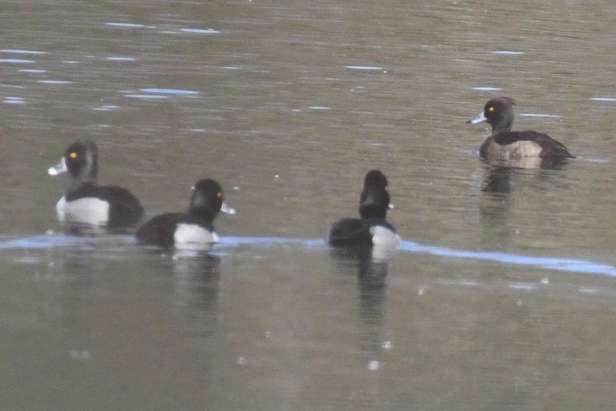 Tufted Duck - ML613479405
