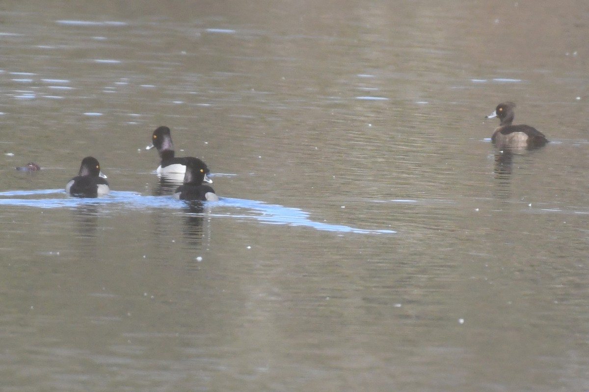 Tufted Duck - ML613479406