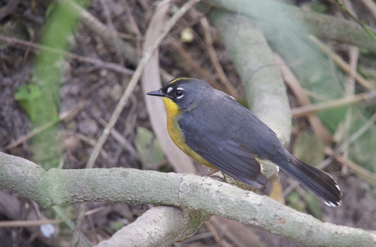 Fan-tailed Warbler - ML613479454