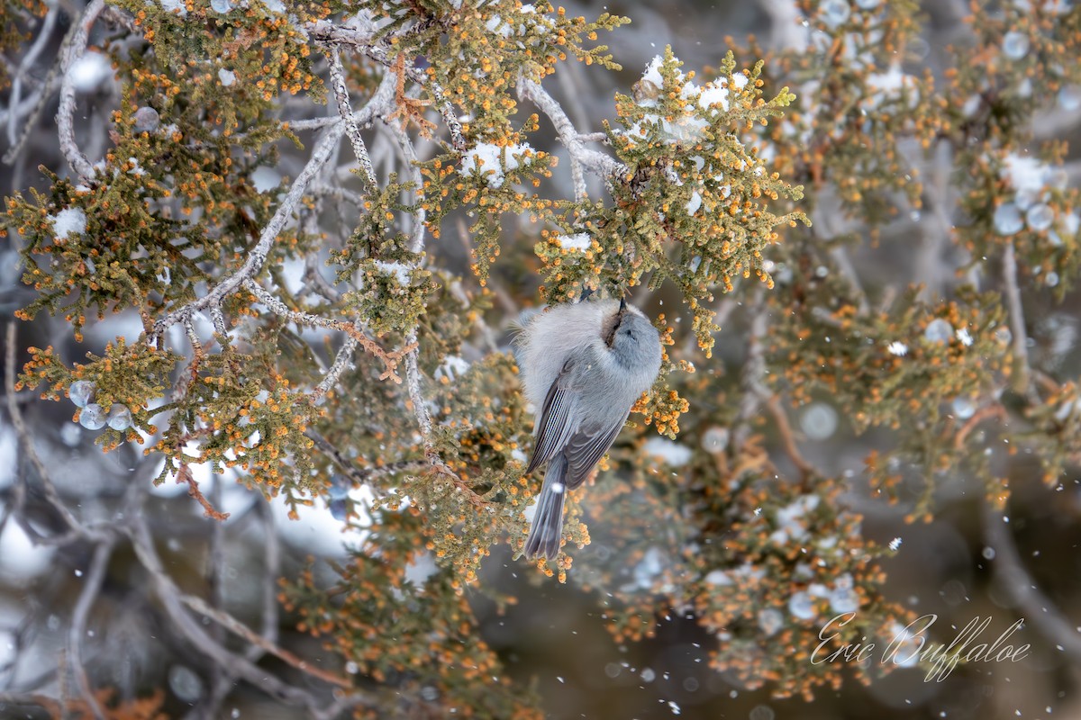 Bushtit - ML613479489