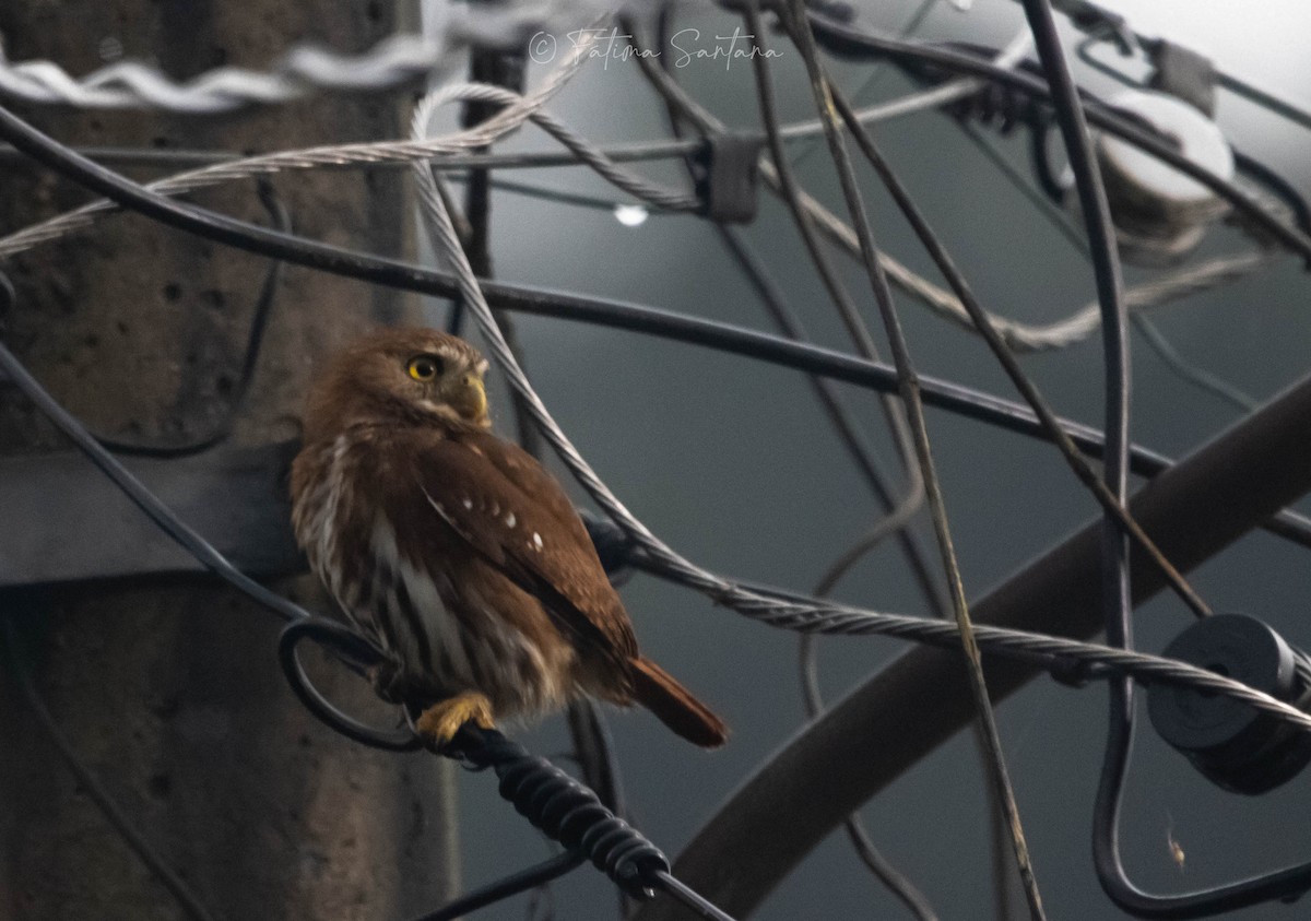 Ferruginous Pygmy-Owl - ML613479508