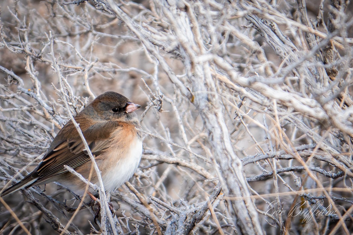 Dark-eyed Junco - ML613479530