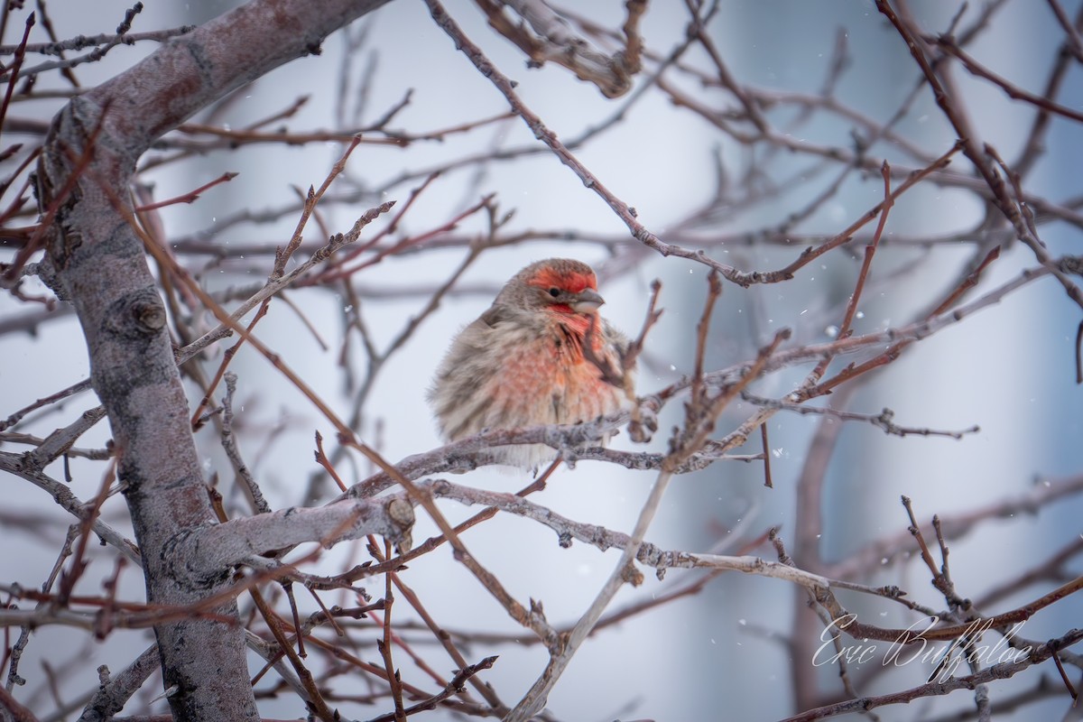 House Finch - ML613479540